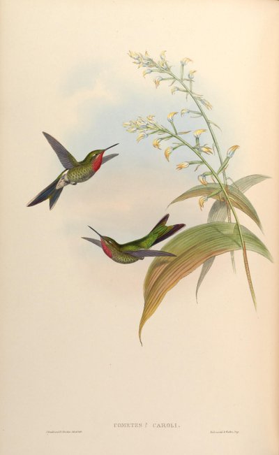 Comètes caroli = Polyonomus caroli - John Gould